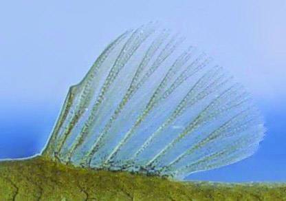 Close up of fathead minnow dorsal fin.